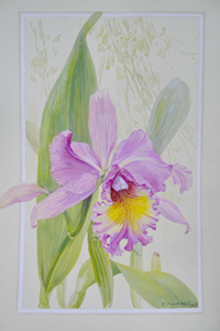 Orchide - aquarelle d'Henri Hissard - 1947